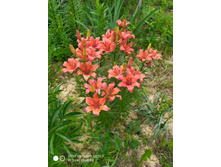 IMG 20190616 101213.jpg