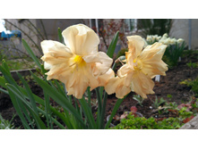 IMG 20190503 145501.jpg