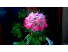 ���������� Pamela Vaugham(�������)