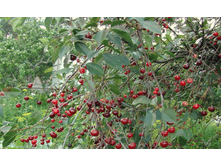 ����� ������������