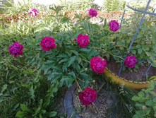 IMG 20190611 165708.jpg