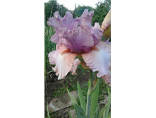 ������ �� ����������� (Keeping Up Appearances)