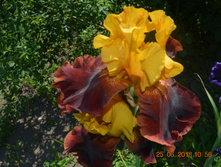 ������ ������