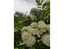 ������ ��� �����