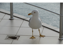 DSC00550 — �����.JPG