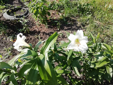 IMG 20190611 165744.jpg