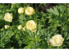 ���������� ���������.