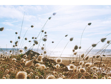 Bloom-1851294 960 720.jpg