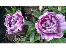 IMG 20190510 171623.jpg