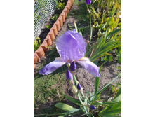 ���� ������� 70-90��.  70�.