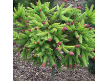 ��� ������������ ��� (Picea abies Push).jpg