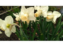 IMG 20190503 145550.jpg