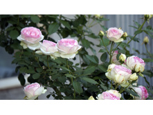 ���� �� ������