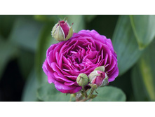 ����� ���� ����������