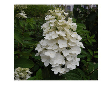 ��������� ����������� �����