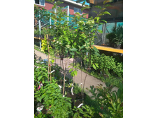 ������ ���������