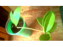 ���� Pubicalyx splash