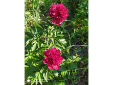 IMG 20190608 154912.jpg