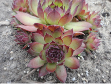 �������� ( ������)