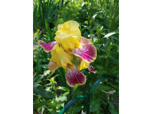 ���� ������ 30-50 ��. 50�.