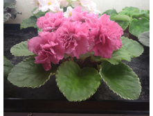 ��-������� �����.jpg