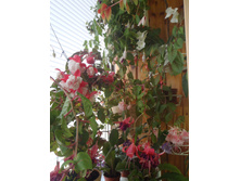 ������ 1.jpg