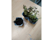 IMG 20190623 125118.jpg