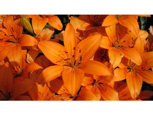 ����� ���������