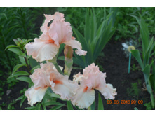 �������� �������.��� ������� 3.2016-06-06 20-57-18.JPG