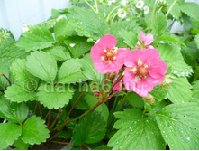 ��������� ��������� �������������  ������������ ���, 50��� (�������� 14��).jpg