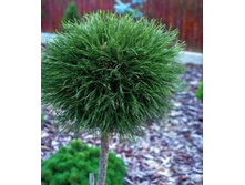 ����� Pinus mugo Varella (Pa) -.jpg