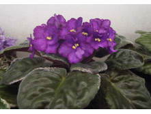 Buckeye Embellished.jpg