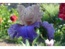 ����� �� �������