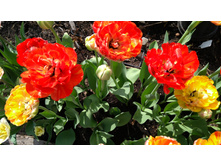 IMG 20190507 082809.jpg