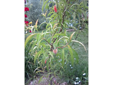 ������ ����������� �������� 2018�