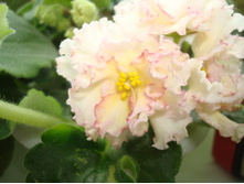 ������ Sunkissed Rose