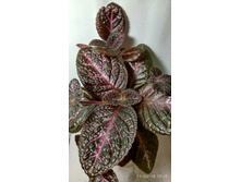 Raspberry Bluch -  ������ ��������� ��������