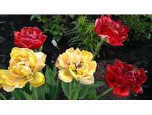 IMG 20190510 171706.jpg