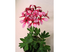 ���������� Mignonner OZ(formosum).jpg