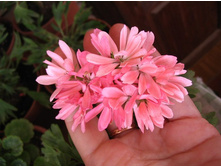 ���������� Dream Lover(formosum).jpg