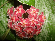 ���� Pubicalyx splash.jpg