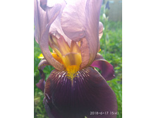 ���� ������-��������