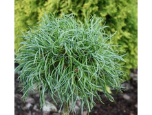 ����� Pinus strobus Green Twist (Pa) C5 Pa70-100 ø 15-25-.jpg