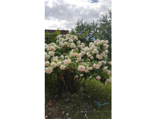 20190617 133114 001.jpg