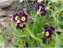 ������� �������