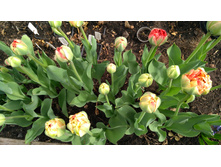 IMG 20190503 145256.jpg