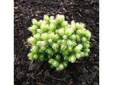 ��� Picea glauca Jalako Gold P9==246 �., �������-.jpg