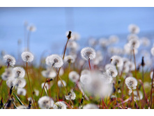 Dandelion-3766626 960 720.jpg