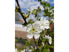 ������� "���������