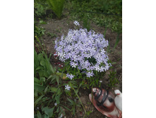 ����� ������������� 50 �.